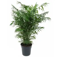 Chamaedorea Elegans 24/100