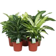 Dieffenbachia 24/90