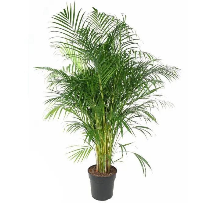 Dypsis Lutescens 27/160