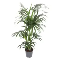 Howea Forsteriana 24/160
