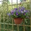 Kratka Kinga prosta 90x180,3