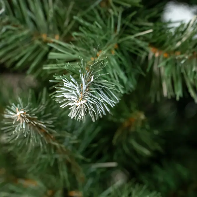 Choinka sosna z końcówką białą 220 cm.