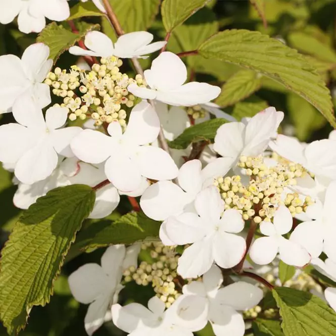 Viburnum plicatum KILIMANJARO SUNRISE Jww5 PBR