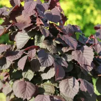 Leszczyna Pospolita Annys Compact Red 80 - 100 Cm C7,5 Pa