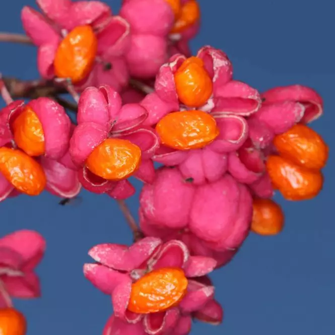 Trzmielina Pospolita Red Cascade 60 - 80 Cm C5