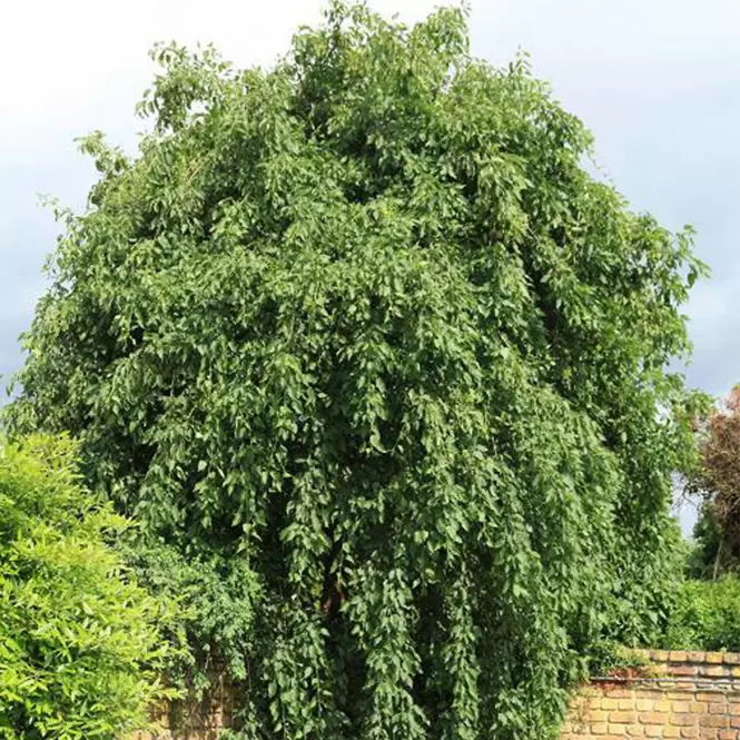 Jesion Wyniosły Heterophylla Pendula 100 - 120 Cm C10 Pa