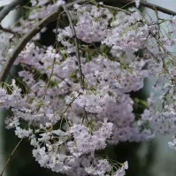 Wiśnia Różowa Pendula Plena Rosea 120 - 140 Cm C10 Pa