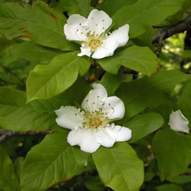 Nieszpułka Zwyczajna Macrocarpa 80 - 100 Cm C5 Pa