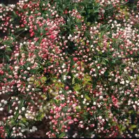 Jabłoń Japońska Tina 60 - 80 Cm C10 Pa