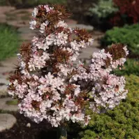 Wiśnia Piłkowana Little Jeremy 80 - 100 Cm C5 Pa