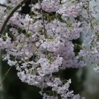 Wiśnia Różowa Pendula Plena Rosea 200 - 220 /obw.6-8 Cm C30 Pa