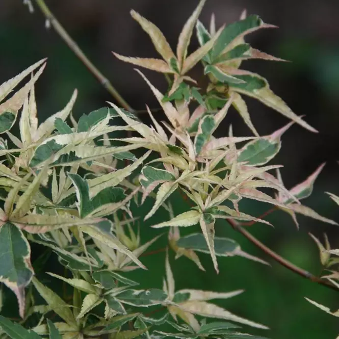 Acer palmatum Kagiri-nishiki syn. Roseomargina