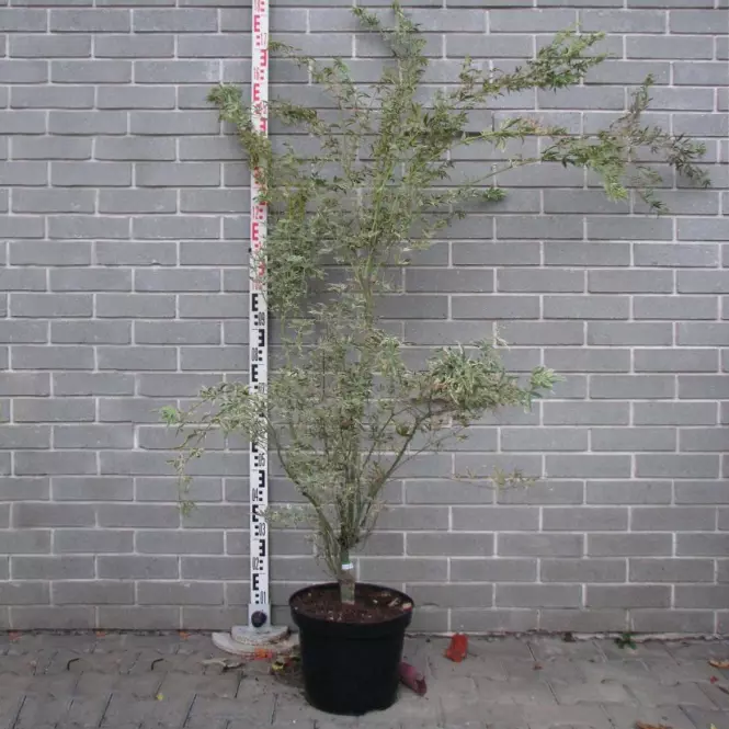 Acer palmatum Kagiri-nishiki syn. Roseomargina