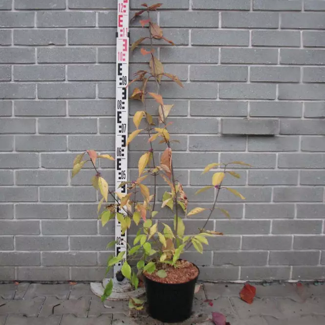 Callicarpa bodinieri Profusion,2