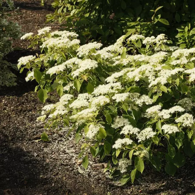 Cornus controversa Green Carpet