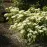 Cornus controversa Green Carpet