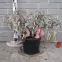 Cornus controversa Green Carpet,2