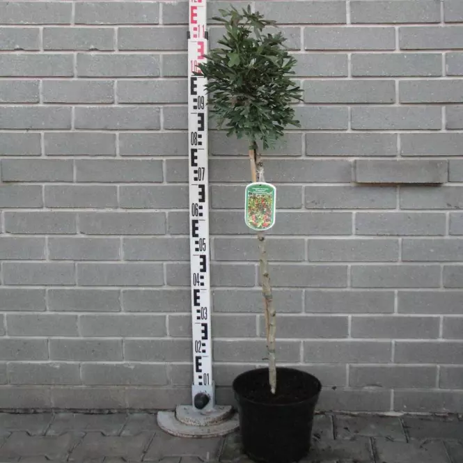 Crataegus monogyna Compacta