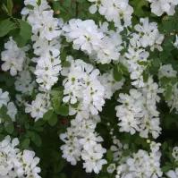 Exochorda The Bride