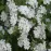 Exochorda The Bride