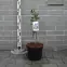 Exochorda The Bride,2