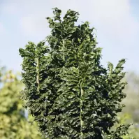 Fraxinus excelsior Crispa