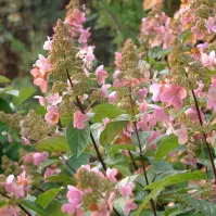 Hydrangea paniculata Pink Diamond