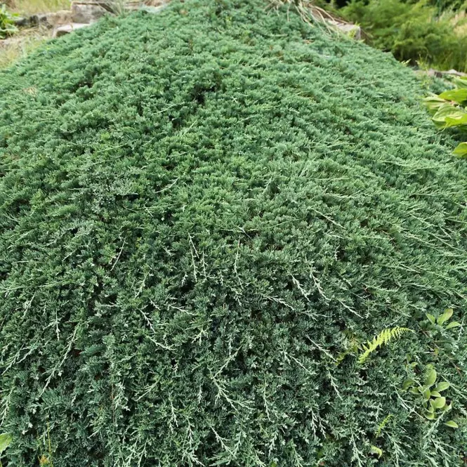 Juniperus horizontalis Wiltonii