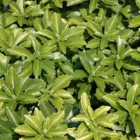Pachysandra terminalis Green Carpet