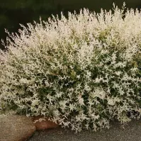Salix integra Hakuro-nishiki