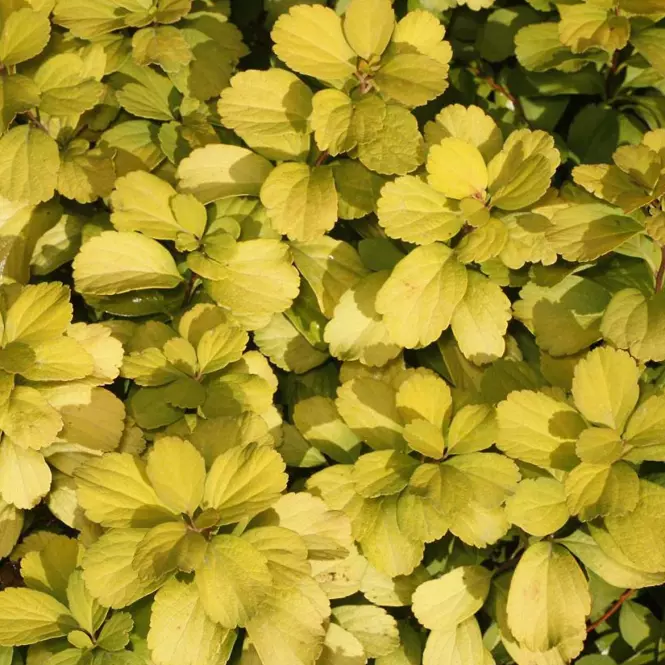 Spiraea betulifolia Tor Gold