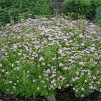 Spiraea japonica Japanese Dwarf