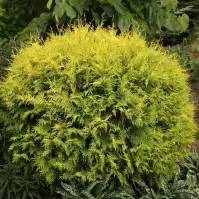 Thuja occidentalis Golden Globe