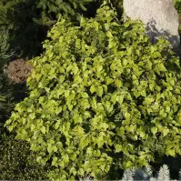 Tilia cordata Simone