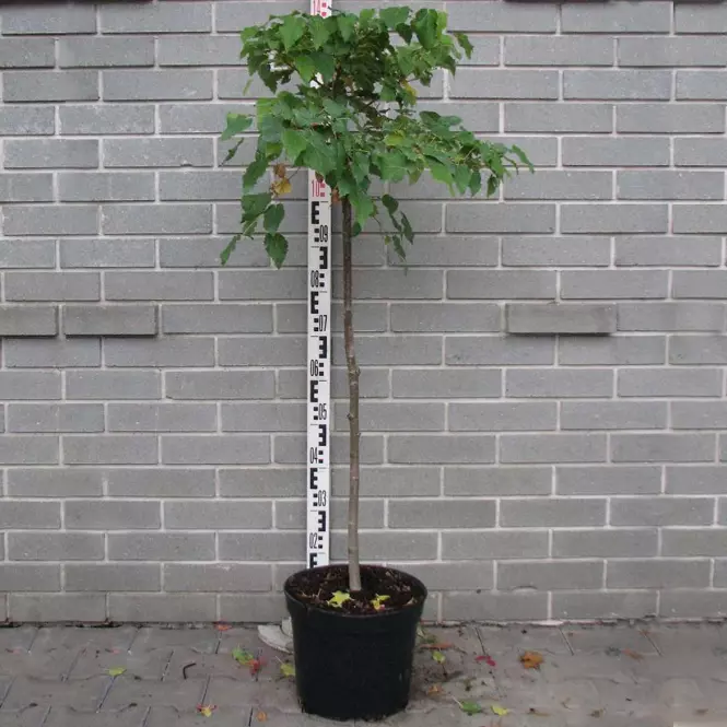 Tilia cordata Simone
