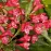 Weigela Red Prince