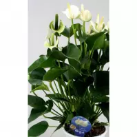 Anthurium andr. White Champion 14
