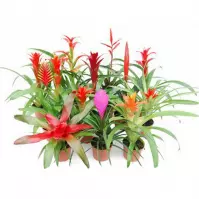 Bromelia mix 9/45