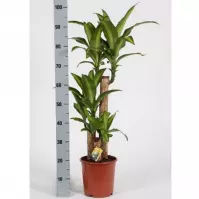 Dracaena fr. Massangeana 60-30-20