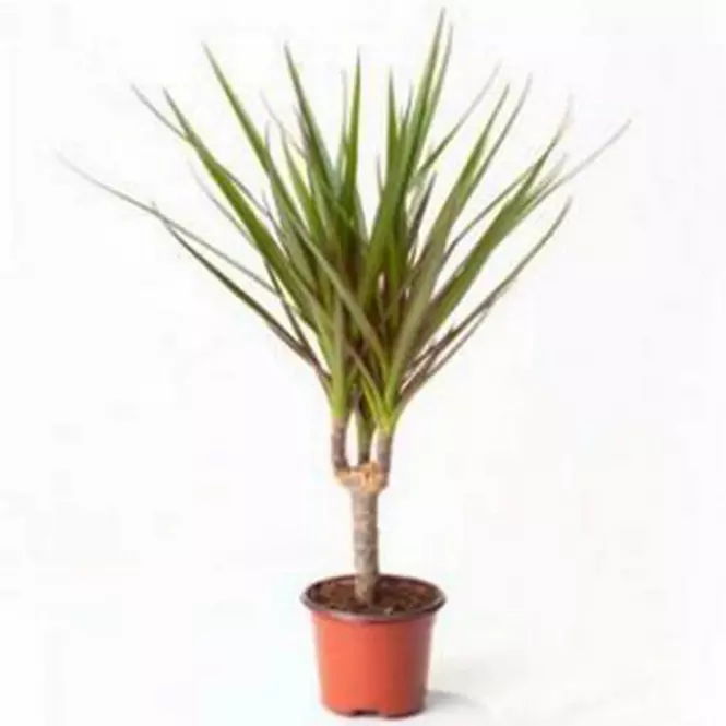 Dracaena marginata 15cm km 11/50