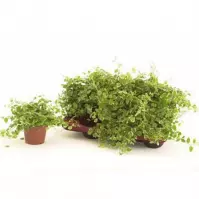 Ficus pu Sunny 10/15