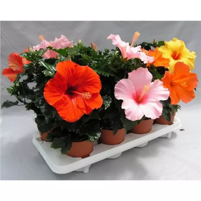 Hibiscus rosa-sinensis mix 12/30