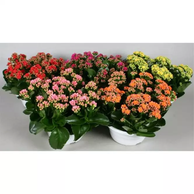 Kalanchoë Calandiva coupe 23/30