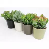 Succulents v keramice 12/25