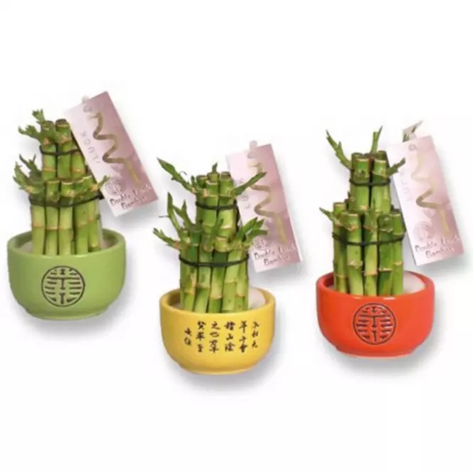 Lucky Bamboo 2 ring big