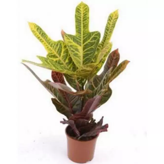 Codiaeum Gr Excellent 13/40