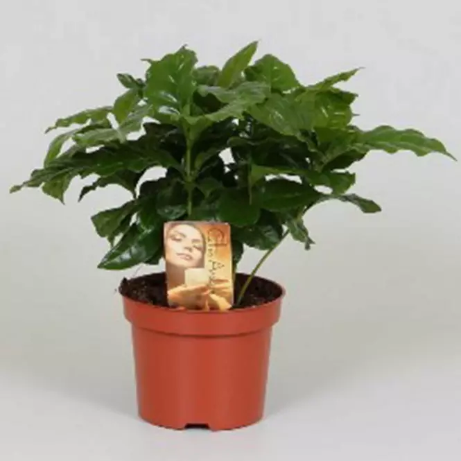 Coffea arabica 12/25