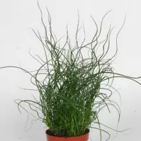 Juncus effusus Liebeslocken 12/35