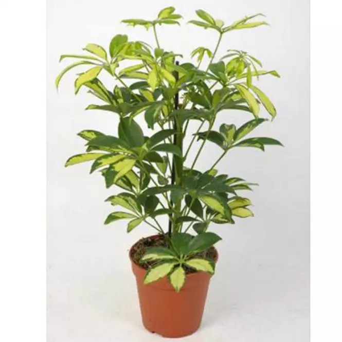 Schefflera ar Gerda variagata 13/50