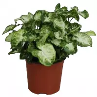 Syngonium Pixie 12/25